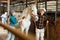 Women caring for a white horse in the stable - brushing withers