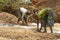 Women Cleaning Pigeon Peas in Tanzania