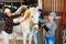 Women cleaning and taking care of white horse