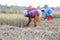 Women Cutting Rice Grains