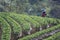 women doing spraying pesticides at strawberry farm.