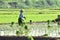 Women farmer activities in the beautiful terrace rice in Batang Regency