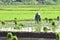 Women farmer activities in the beautiful terrace rice in Batang Regency