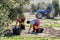 Women farmers during the campaign of olive in a field of olive t