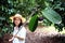 Women farmers are harvesting ripe mangosteen in the Orchard.