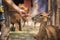 Women feeding deer in zoos