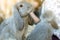 Women feeding food rabbit