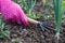 Women Gardener With Tool Hoe Hoeing Grass In Vegetable Garden.