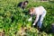 Women gardeners harvesting celery on vegetable plantation