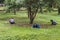 Women gather fruit or nuts at Seven Star Park, Guilin, China