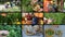 Women gather herbs and drink healthy tea. Video clips collage.