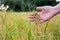 women hand catch golden paddy rice tree outdoor farm. farmer check organic agriculture before harvest