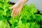 Women hand crop harvest green oak lettuce vegetable in organic farm. Healthy ingredient salad food for vegetarian. growing fresh p