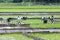 Women hand plant rice seedlings into an irrigated field at Udunuwara, near Kandy in central Sri Lanka.