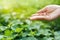 Women hand watering young plants in sunshine on nature background