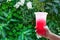 Women handle holding the plastic cup ice water red italian soda on green nature