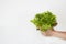 Women hands hold freash green lettuce salad leaves , close up on white background, healthy food. Copy space.