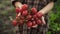 Women hands hold in the palms of ripe cherry tomatoes with drops of water on farm in sunset light.