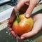 Women Hands Wash Apple under Jet of Water in the sink. The apple is juicy, clean. Apple - red-yellow. Water splash