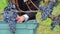 Women Harvesting Grapes