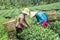 Women harvesting tea