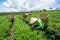 Women harvesting tea