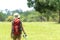 Women hiker or traveler with backpack adventure holding map to find directions and see elephant in the jungle forest outdoor for e