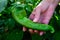 WOMEN HOLDING GREEN PEPER