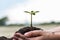 Women holding seedlings are prepared to plant in the ground and take good care of the trees