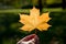 Women holds autumn yellow maple leaf. sunbeams on blurred background.utumn park. Autumn collection.Sunny day. A symbol