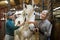 Women horsebreeders grooming white horse in stable