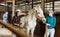 Women horsebreeders grooming white horse in stable