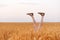 Women legs sticking out of wheat field in sunny day. Concept of leisure happiness