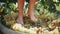 Women legs stomping white grapes in wooden shaft