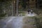 Women and mountain biking man riding on bikes in the mountains forest landscape