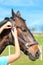 Women owner harnessing the stallion. Multicolored outdoors image