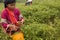 Women of the Palong ethnic group harvesting chilli peppers in the fields.