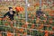 Women pick flowers in greenhouse