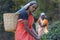 Women picking tea leaves, Nuwara Eliya, Sri Lanka