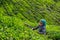 Women picking tea leaves in a tea plantation around Munnar, Kerala