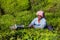 Women picking tea leaves in a tea plantation around Munnar, Kerala