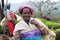 Women picking the tea at tea plantation around Munnar