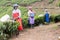 Women picking the tea at tea plantation around Munnar