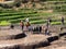 : Women plant rice seedlings in a field field. November 25, 2022 Madagascar