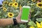 Women play Phone ,Sunflower background