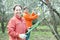 Women pruning tree in orchard