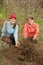 Women resetting bush sprouts