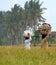 Women in rice paddie