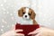 Women`s and children`s hands hold gift red box with Purebred cute puppy Cavalier King Charles Spaniel on lights background