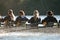 Women\'s College Crew Team Rows Down Atlanta\'s Chattahoochee River